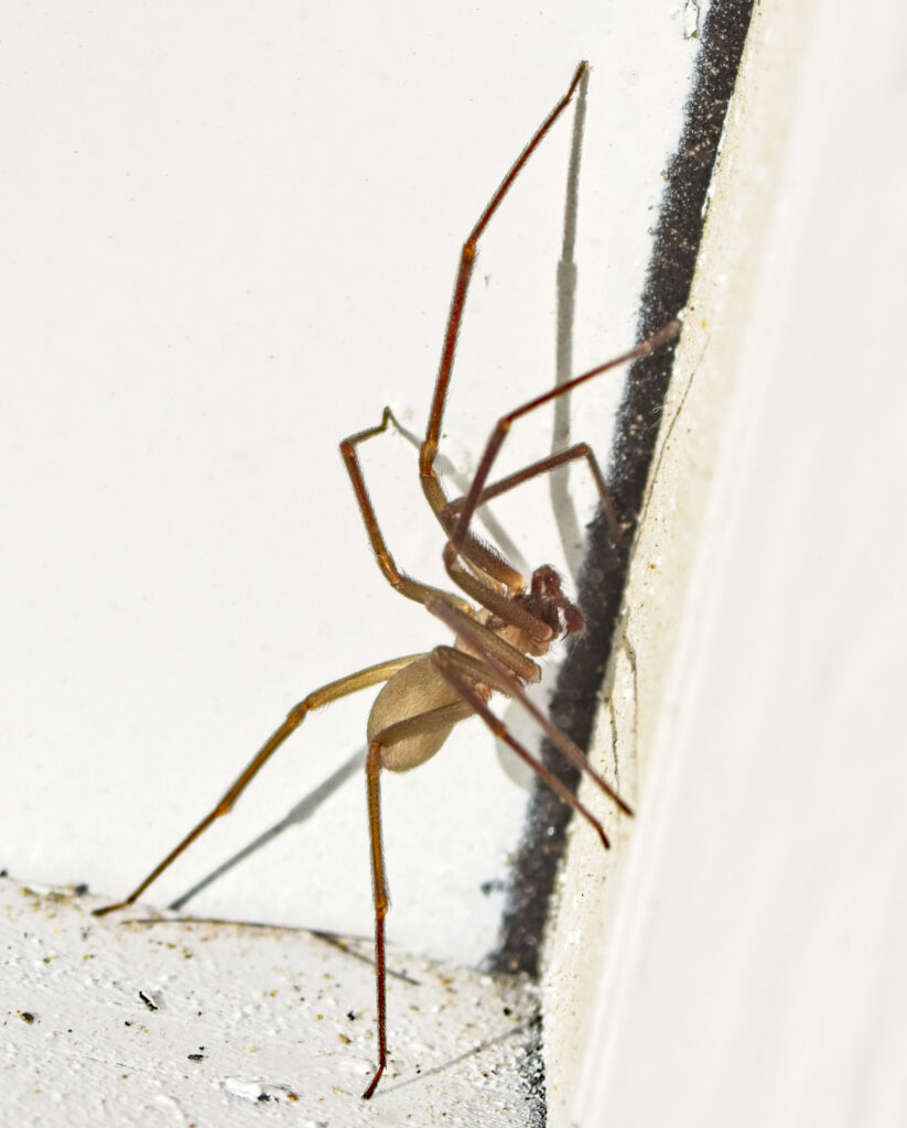 Brown Recluse Spider