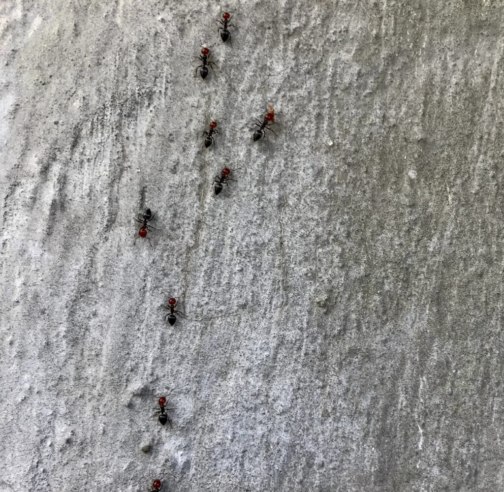 row of worker ants going back and forth to the anthill