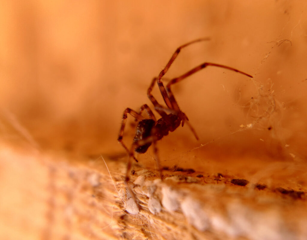 House spider close-up on the background of a wooden plank
