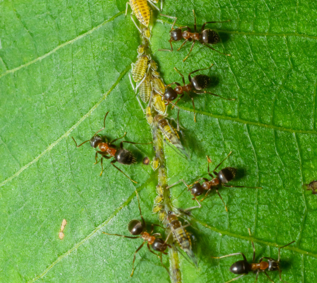 Ants collecting honeydew from greenflies aphids on a plant stem