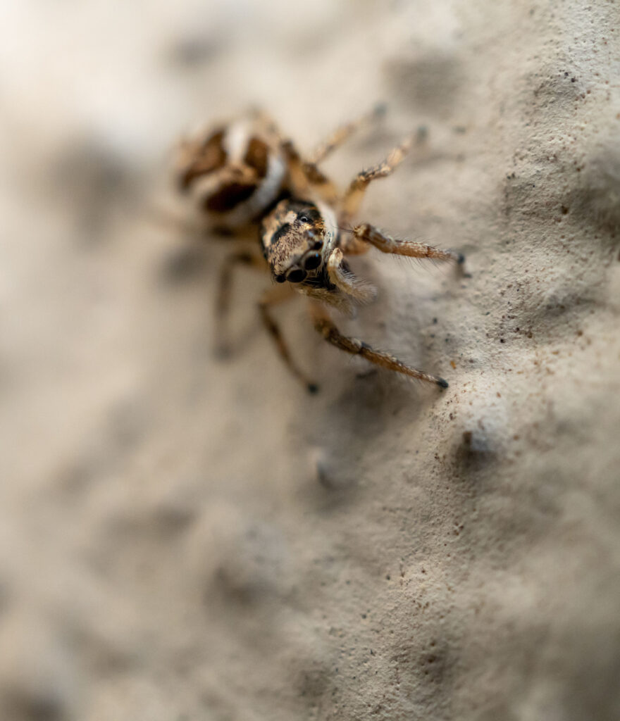Closeup shot of a Jumping spider on blurry background