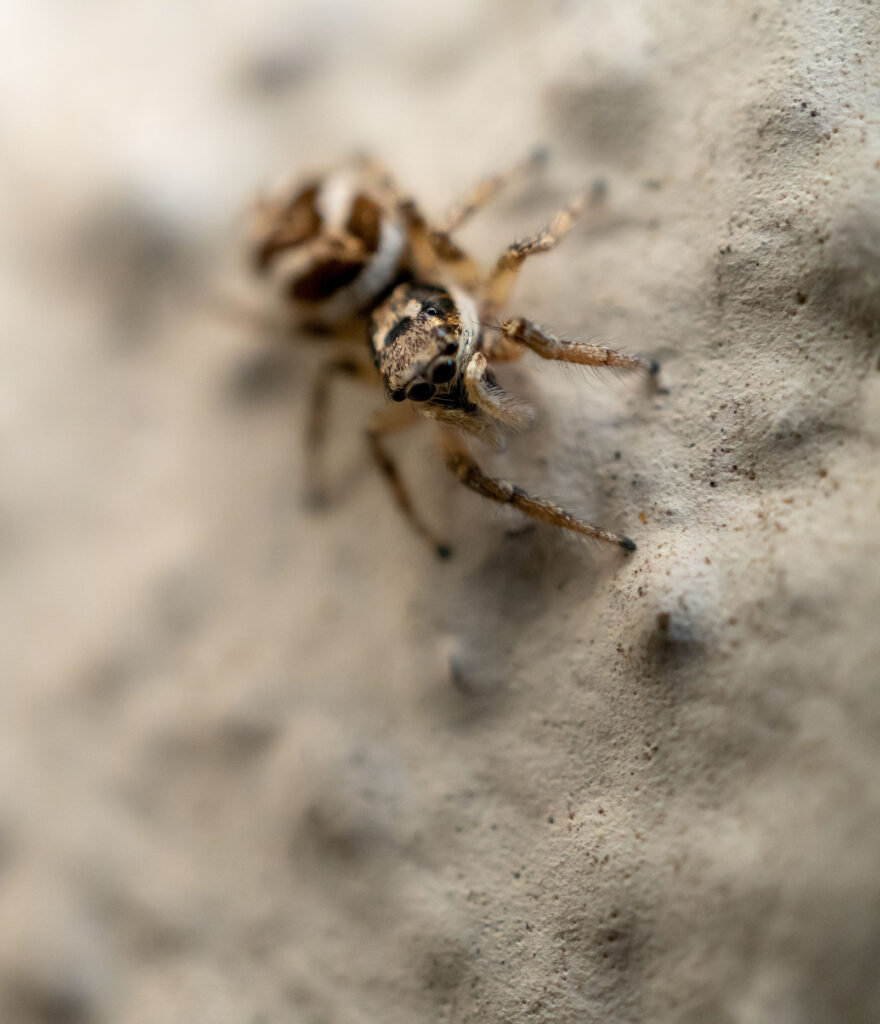 Jumping Spider, Pest Library