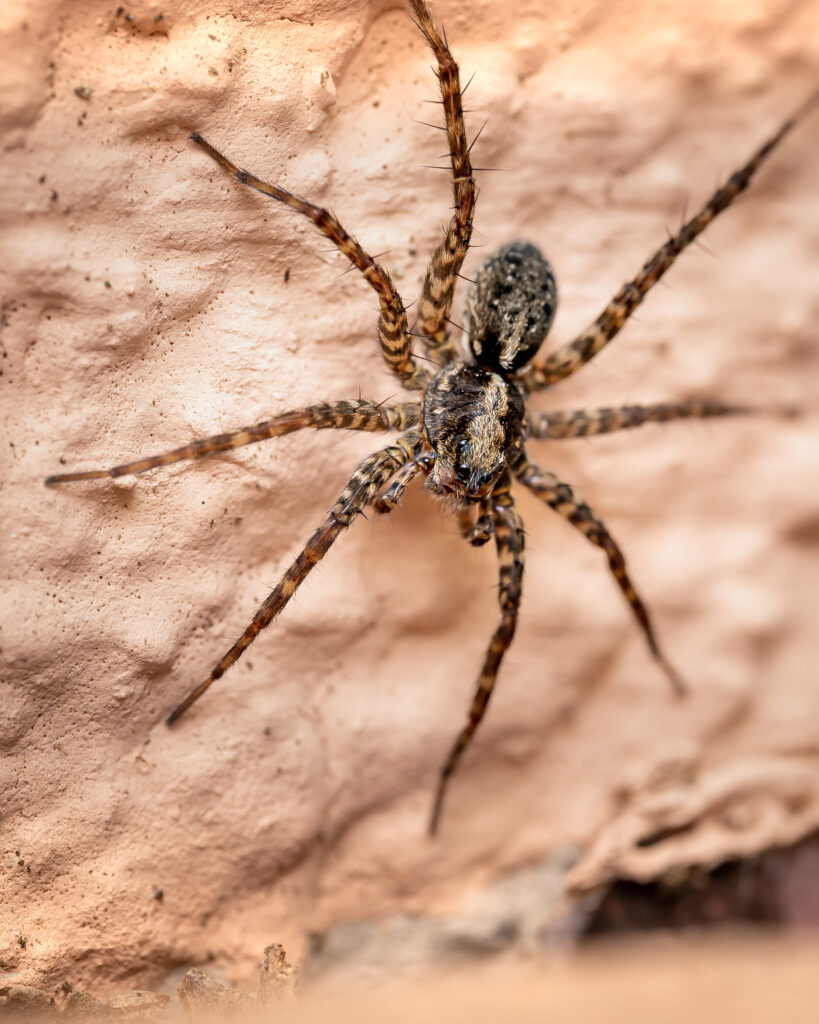 Wolf spider on a wall